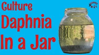 How to Culture Daphnia in a Jar [upl. by Amo]