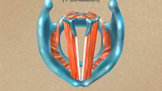 How the Larynx Produces Sound [upl. by Natiha]