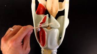 RESPIRATORY SYSTEM ANATOMY Larynx model [upl. by Nnylrahc]