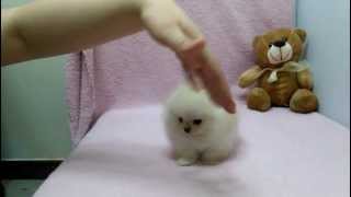 Micro teacup Pomeranian puppies for sale [upl. by Saenihp]