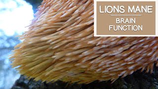 Lions Mane Mushroom May Help Stimulate and Improve Brain Function [upl. by Wadell]