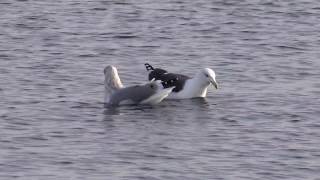 Herring Gull with Great Blackbacked Gull [upl. by Wilone388]