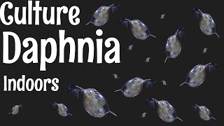 How to Culture Daphnia [upl. by Schulein25]