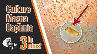 How to culture DAPHNIA MAGNA  The easy way [upl. by Elagiba]