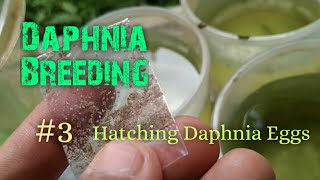 Daphnia Culture made simple and easy 3  Hatching Daphnia eggs [upl. by Gerard280]