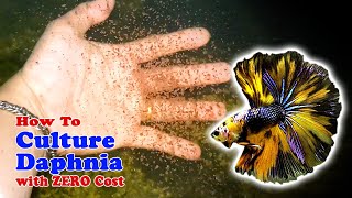 How to Culture Daphnia with ZERO Cost  Unlimited Live Food For Our Fish [upl. by Nnaed]