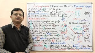 Diabetes Mellitus Part10 Mechanism of Action of Sulfonylurease  Antidiabetic Drugs  Diabetes [upl. by Enitsirk]