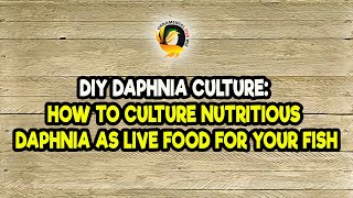 DIY Daphnia Culture How to Culture Nutritious Daphnia as Live Food for Your Fish [upl. by Orpha]