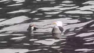 Great Blackbacked Gull vs Atlantic Puffin [upl. by Wiedmann]