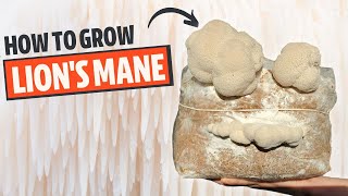 How To Grow Lions Mane Mushroom From Start To Finish [upl. by Arva]