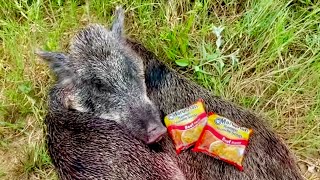 Wild Boar Hog  Catch Clean Cook Ramen Noodles [upl. by Sudderth83]