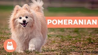 All About the POMERANIAN  Characteristics and Care [upl. by Lartnom]