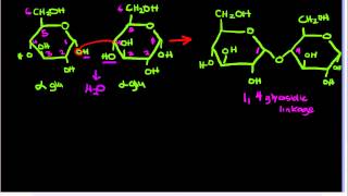 14glycosidic [upl. by Harned]