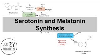 Serotonin and Melatonin Synthesis  Tryptophan Metabolism [upl. by Mazur]