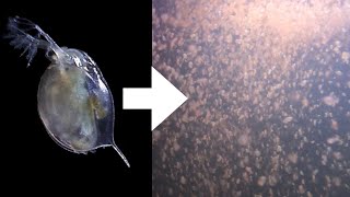 How I Culture Daphnia [upl. by Aciram]