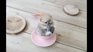 Cutest Teacup Pomeranian Puppies [upl. by Edylc]