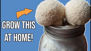 The SIMPLEST way to grow LIONS MANE MUSHROOM at home [upl. by Nagaek927]