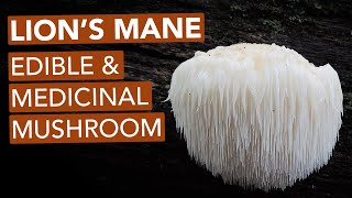 Foraging Lions Mane Mushroom — Edible amp Medicinal [upl. by Jaynell944]