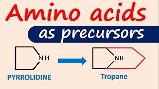 Amino acids as precursors for alkaloids [upl. by Gnov]