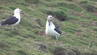 Great blackbacked gull swallows rabbit whole [upl. by Aerdnek765]