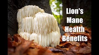 HEALTH BENEFITS OF LIONS MANE MUSHROOM [upl. by O'Hara989]