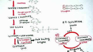 Glycogenesis [upl. by Danny132]