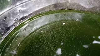 DAPHNIA MOINA CULTURE IN A SMALL BUCKET [upl. by Nassah292]