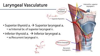 Larynx Pharynx and CST LO 7  Laryngeal Neurovasculature [upl. by Eelyrehc]