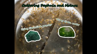 How To Culture Daphnia and Moinas using Green Water Spirulina powder [upl. by Reemas909]