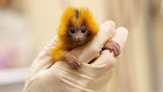 Weve successfully handreared golden lion tamarin twins [upl. by Nylime]