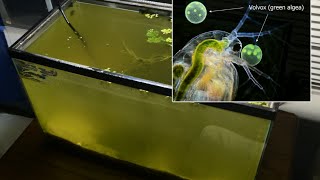 Raising Daphnia for the Freshwater Aquarium [upl. by Yelhak]