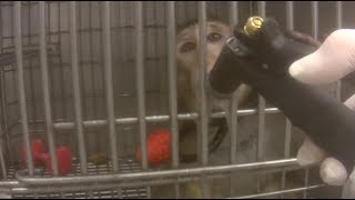 LCA Exposes Cruel Neglect of Macaque Monkeys at ITR Laboratories [upl. by Holbrooke782]