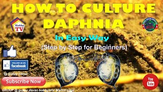 HOW TO CULTURE DAPHNIA In Easy Way [upl. by Adnilasor]