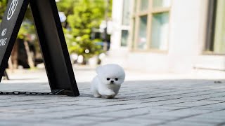 teacup white pomeranian [upl. by Ettennod]