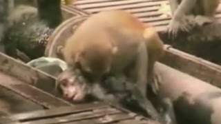 Monkey gives CPR to electrocuted friend [upl. by Gnaig]